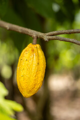 Cacao Tree (Theobroma cacao). Organic cocoa fruit pods in nature.