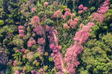 Wild Himalayan Cherry (Prunus cerasoides) or thai sakura flower