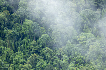 Landscape of Morning Mist with Mountain Layer at north of Thailand. mountain ridge and clouds in rural jungle bush forest