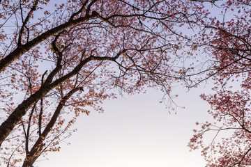 Wild Himalayan Cherry (Prunus cerasoides) or thai sakura flower