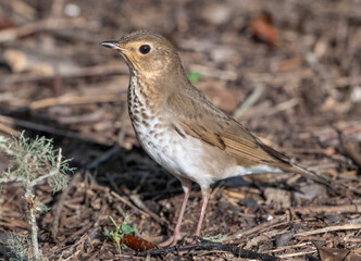Hermit Thrush (Catharus guttatus)  feeding on the ground in the park in Galveston during migration.