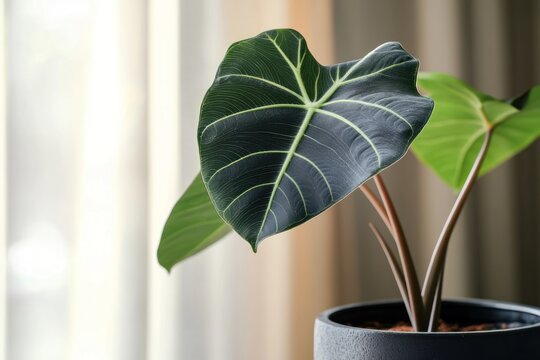 A lush green plant with broad leaves and a dark stem, set against a backdrop of a white curtain.