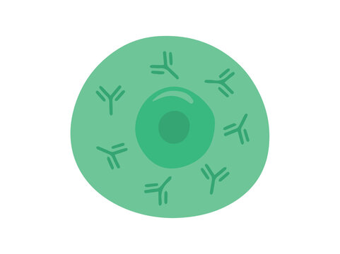 B Immune cell clip art