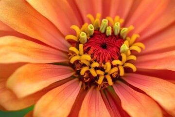 A vibrant orange and yellow flower with a red center, surrounded by green leaves and a black background.