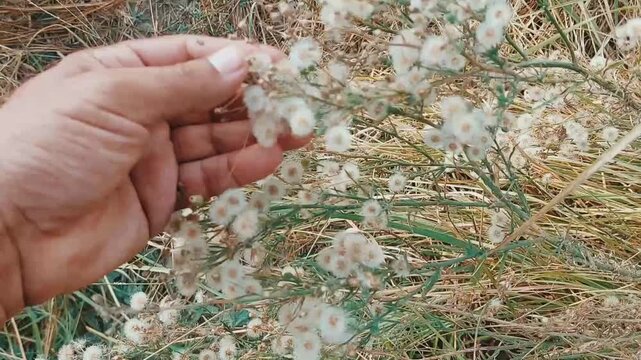 Close-up of hand handling fluffy white flaxleaf seed heads