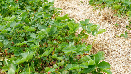 Strawberry harvest scene showcasing lush green plants with ripe berries nestled among leaves, highlighting the beauty of agricultural abundance
