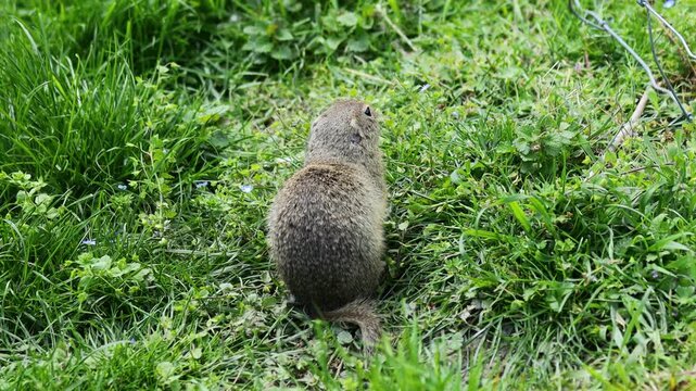 Small rodent foraging and moving in natural habitat. Ground squirrel on grass. Wildlife nature, animal behavior outdoor scene captured in high resolution. Ground squirrel in natural habitat video 4k