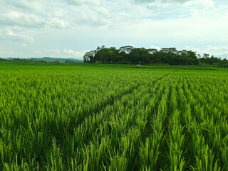 Obraz premium Panorama of lush rice fields with a small shelter and mountain hills