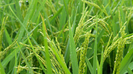 Rice grains can be seen in the rice fields with green views taken in the morning