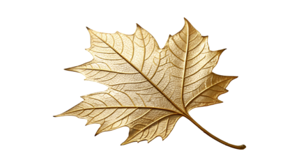 A single lustrous golden maple leaf reveals its intricate vein structure against a unique background