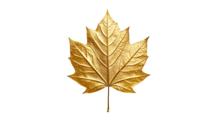 A lustrous golden maple leaf with detailed veins and texture is presented against a contrasting black and white background