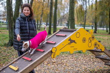 Middle-aged woman in a black vest encourages her Jack Russell Terrier to navigate a colorful agility ramp in a park, showcasing a joyful moment of training and companionship