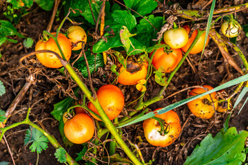 Ripe and unripe garden tomatoes lying on soil among green leaves