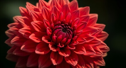 A captivating close-up of a vibrant red dahlia flower with a dark backdrop