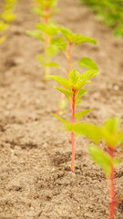 Fresh green sprouts of vegetables in spring on the field, soft focus. Growing young green seedling sprouts in cultivated agricultural farm field. Agricultural scene with red sprouts in soil.