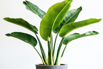 A lush green banana plant with large, curved leaves and a thick stem, set against a white background.