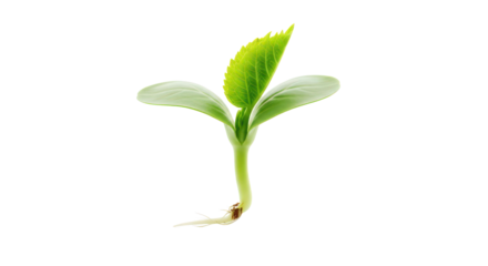 Fresh green seedling with roots, symbolizing new life and growth isolated on transparent background
