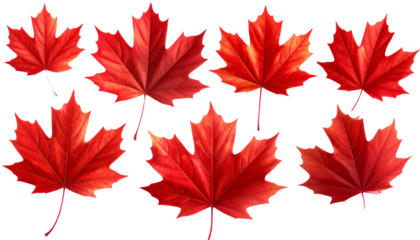 Red Maple Leaves Isolated on Transparent Background PNG
