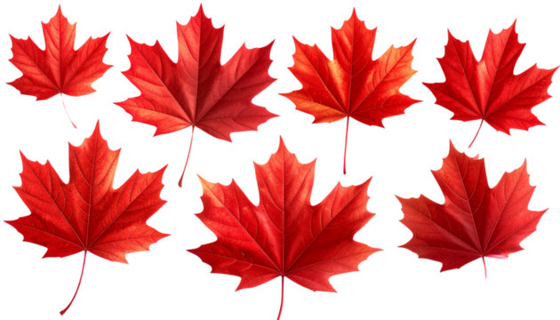  Red Maple Leaves Isolated on Transparent Background PNG