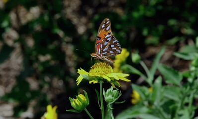 butterfly on a flower
