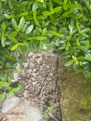 Dense green foliage of a tropical plant. The leaves are vibrant and healthy