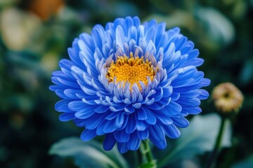 A vibrant blue flower with a yellow center, surrounded by lush green leaves and a blurred background of other flowers and foliage.
