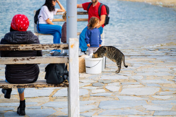 A stray tabby cat drinks water out of a bucket along the seaside promenade at Mykonos Town, Greece, on the island of Mykonos.