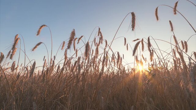 Golden sunrise radiates beautifully through tall, lush grass in a serene, calm landscape