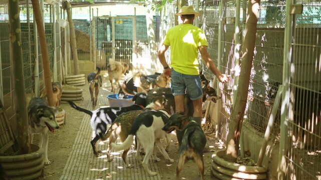 Dog breeder opening cage for a pack of alaskan huskies