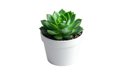 Green potted succulent plant with fine details — nature and eco-living concept PNG. 