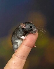 A small, dark-furred rodent balances on a human finger. It has a pink nose, small ears, and whiskers, facing toward the viewer