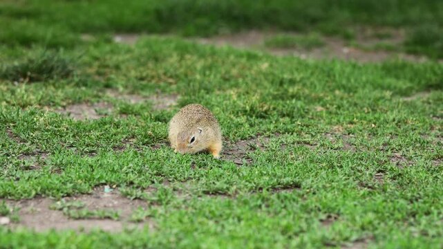 Small rodent foraging and moving in natural habitat. Ground squirrel on grass. Wildlife nature, animal behavior outdoor scene captured in high resolution. Ground squirrel in natural habitat video 4k