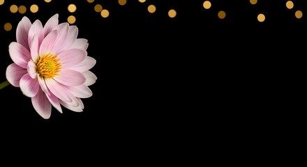 Beautiful pink dahlia flower with golden bokeh isolated on black background