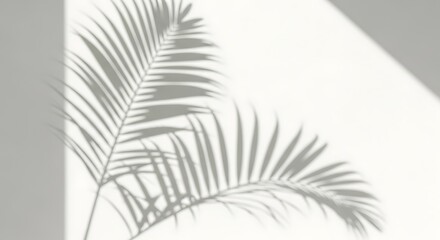 Shadow of palm leaves on white wall, minimal summer background concept