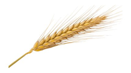 A solitary golden stalk of wheat shown in stunning detail against an abstract black and white backdrop