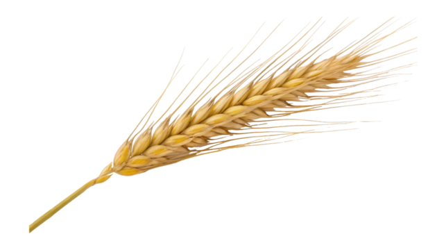 A solitary golden stalk of wheat shown in stunning detail against an abstract black and white backdrop