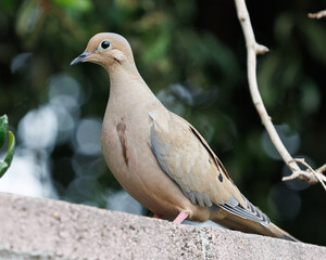 An image of a mourning dove perched on a brick fence in Lomita, California.