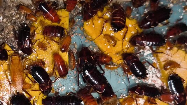 Close-up Turkestan cockroach insects commonly used as pet food, Feeding cockroach