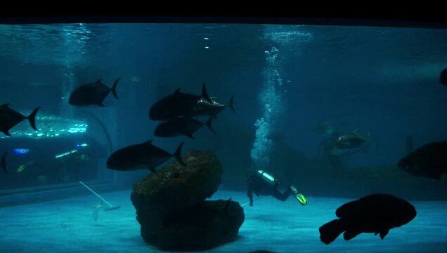 A scuba diver cleaning an underwater with fish and coral in a large aquarium, Slow Motion