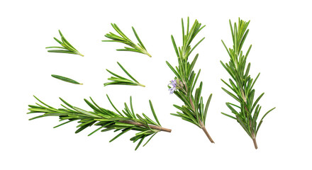 Obraz premium Fresh Rosemary Sprigs And Leaves Isolated On Black Background