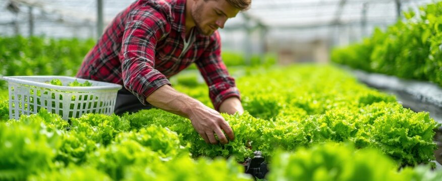 The farmer harvesting crisp green lettuce in a sunlit modern greenhouse hydroponic nursery - Powered by Adobe