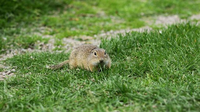 Small rodent foraging and moving in natural habitat. Ground squirrel on grass. Wildlife nature, animal behavior outdoor scene captured in high resolution. Ground squirrel in natural habitat video 4k