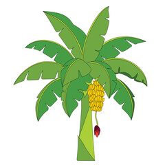 Realistic Banana Tree Vector Illustration