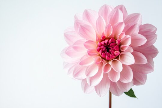 A vibrant pink dahlia flower blooms on a white background, its petals unfurling to reveal a rich, deep pink center. - Powered by Adobe
