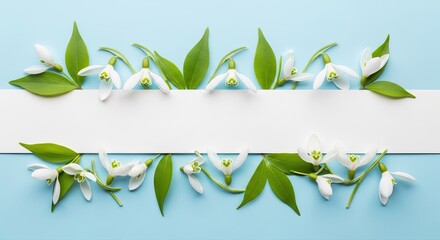Delicate snowdrop blossoms frame a blank white banner against a serene blue backdrop, perfect for spring greetings or gentle announcements