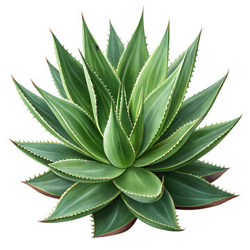 Green succulent plant with spiky leaves isolated on transparent background