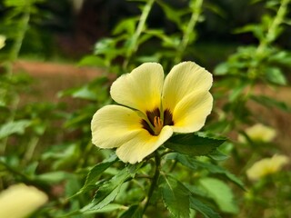 damiana flower in the morning