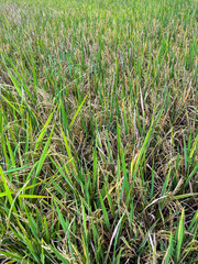 Golden rice stalks heavy with grain stand beside greener early-stage plants, capturing the vital cycle of a staple crop relied on by millions across Asia for daily nourishment.