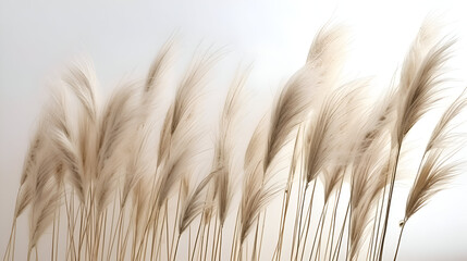 A collection of dry grass blades neatly arranged on a white table surface.Dried pampas grass on white background
