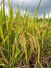 Golden rice stalks heavy with grain stand beside greener early-stage plants, capturing the vital cycle of a staple crop relied on by millions across Asia for daily nourishment.